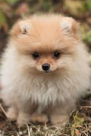 small cute doggie